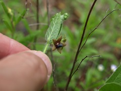 Matelea cynanchoides