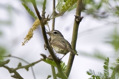 Vireo gilvus brewsteri
