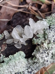Tremella fuciformis