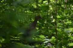 Crypturellus cinnamomeus