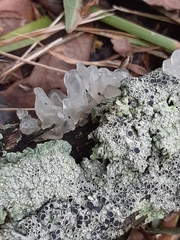 Tremella fuciformis