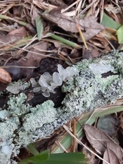 Tremella fuciformis