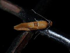 Epicallima formosella