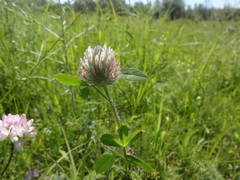 Trifolium diffusum