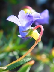 Viola decumbens scrotiformis