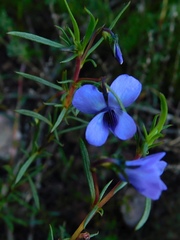 Viola decumbens scrotiformis