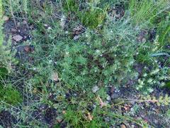 Viola decumbens scrotiformis