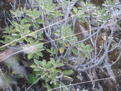 Brachyglottis monroi