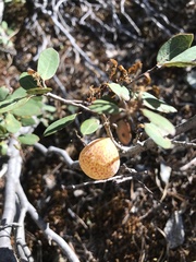 Andricus vacciniifoliae