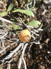 Andricus vacciniifoliae