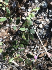 Andricus vacciniifoliae