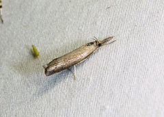 Neodactria caliginosellus