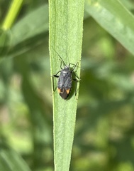 Polymerus venaticus