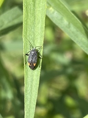 Polymerus venaticus