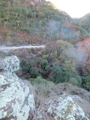 Brachyglottis monroi