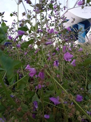 Malva sylvestris