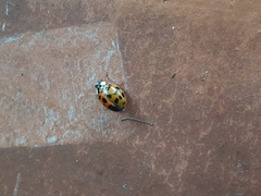 Harmonia axyridis