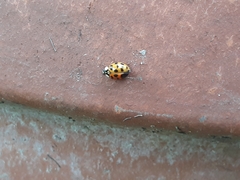 Harmonia axyridis