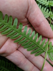 Pteris plumula