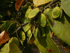 Dalbergieae