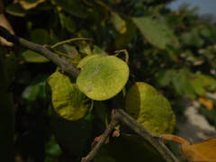Dalbergieae