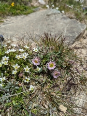 Erigeron uniflorus