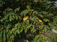Dalbergieae