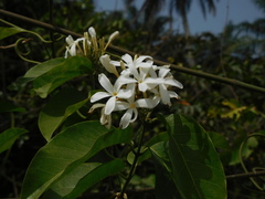 Rauvolfioideae