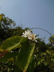 Rauvolfioideae