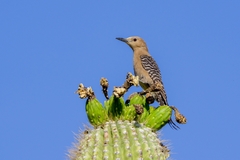 Melanerpes uropygialis uropygialis