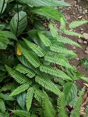 Pteris plumula