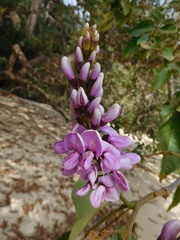 Millettieae