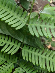 Pteris plumula