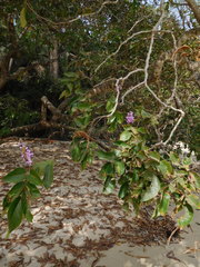 Millettieae