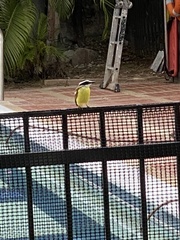 Pitangus sulphuratus
