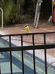 Pitangus sulphuratus
