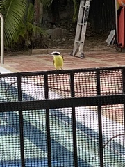 Pitangus sulphuratus
