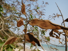 Millettieae