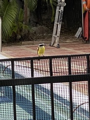 Pitangus sulphuratus