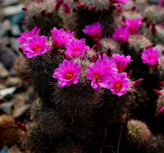 Mammillaria mazatlanensis
