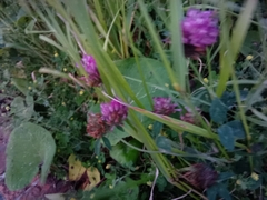 Trifolium pratense