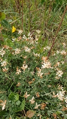 Dorycnium
