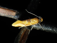 Epicallima formosella
