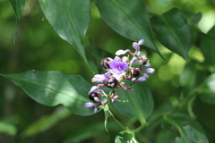 Dichorisandra villosula