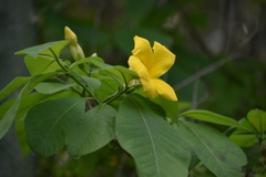 Rauvolfioideae