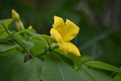 Rauvolfioideae