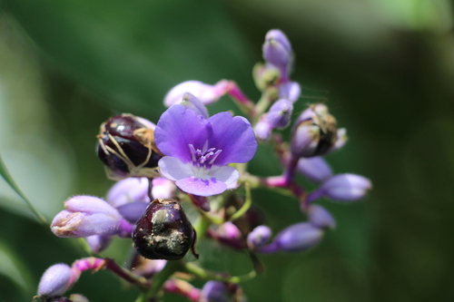 Dichorisandra villosula (Dichorisandra villosula)