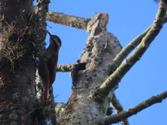 Lepidocolaptes angustirostris