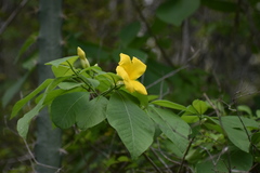 Rauvolfioideae