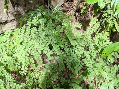 Adiantum amplum